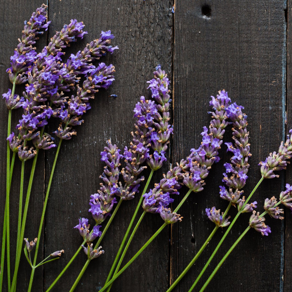 Lavanda